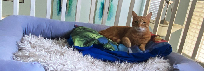 Animal Chiropractic Services FL Chiropractic Care For Cats Animal Chiropractic Services FL Chiropractic Care For Cats
