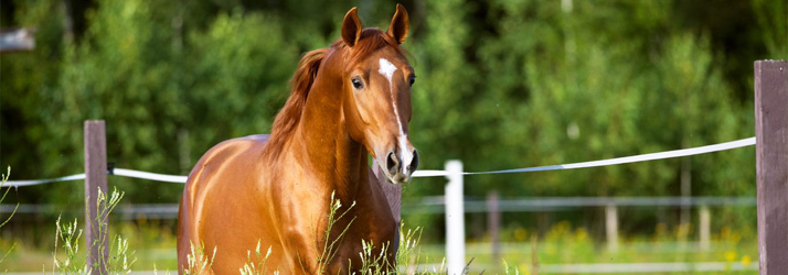 Animal Chiropractic Services FL Horse Specific Chiropractic Care