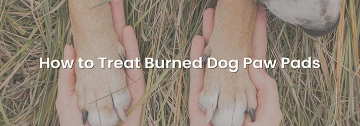 Animal Chiropractic Services FL How To Treat Burned Dog Paw Pads
