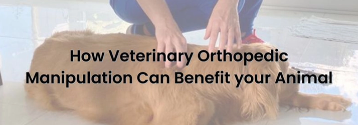 How Veterinary Orthopedic Manipulation Can Benefit Your Animal in FL